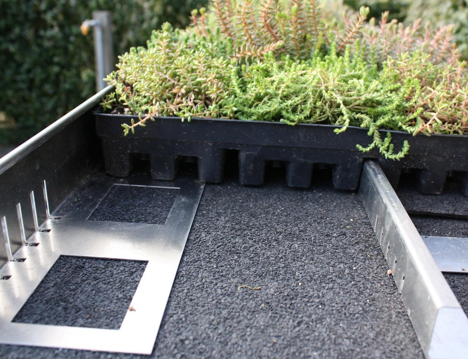 green roofs in chiswick